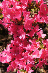 Azalea japonica or rhododendron japonicum red flowers vertcial