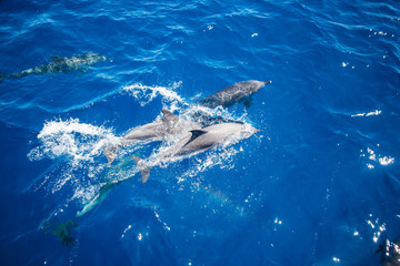 Manada de delfines jugando en el océano atlántico, animales mamíferos acuáticos 