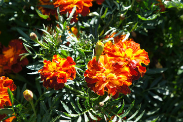 Obraz na płótnie Canvas Tagetes patula carmen flowers red and orange with green in sunlight