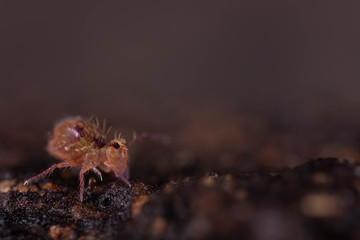 Globular Springtail