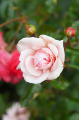 Tea hybrid pale pink rose flower vertcial