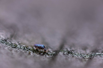 Iridescent Springtail