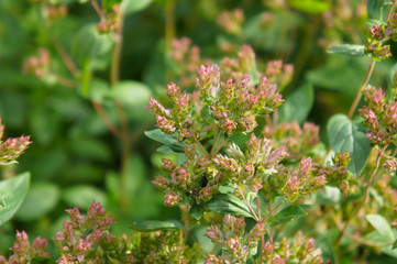 Origanum or oregano or pot marjoram green plant 