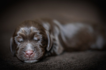 Newborn chocolate puppy sleeps on a horizontal brown background. high quality photo with place for signature