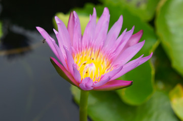 Nymphaea nouchali blue star lotus purple flower