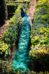 Naklejka premium Male Indian Peacock or Peafowl with his majestic feathers