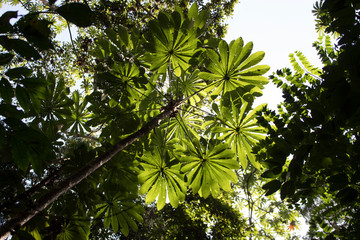 Vegetation in the tropical forest
