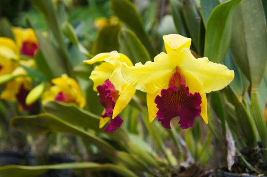 Brassolaeliocattleya alma kee tip malee yellow and red orchid growing flowers 