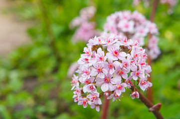Darmera peltata or indian rhubarb pink flowers