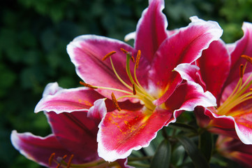 Fototapeta na wymiar Lilium oriental paradero pink lily flowers shrub