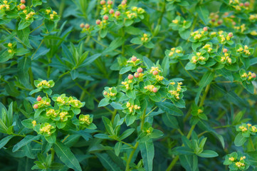 Euphorbia cyparissias or cypress spurge plant