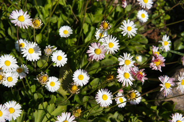 bellis perennis or common daisy white flowers in grass