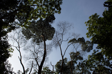 Trees in the tropical forest