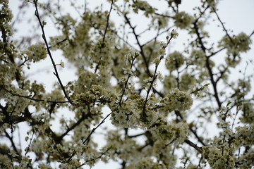 Wild plum in blossom the branches densely covered by small white flowers
