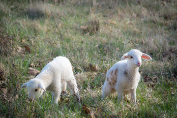 Two young lambs on a meadow at easter