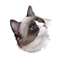 Snowshoe cat breed of cat originating in United States. Digital art illustration of pussy kitten portrait, feline food cover design, veterinary vet clinic label. Fluffy domestic pet, t-shirt print.