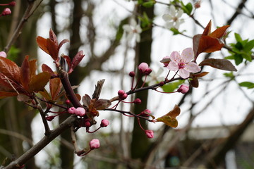 Wild tree in blossom the branches  covered by small pink flowers and buds and small deep red leaves