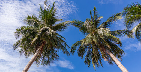 Naklejka na ściany i meble Coconut tree perspective view on blue sky