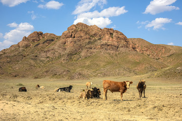 Allphotokz Tamgaly Tas 20190725 1404 D810