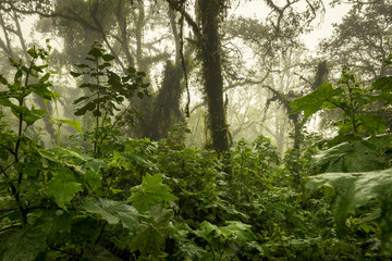 Fototapeta premium Guatemala Jungle Landscape