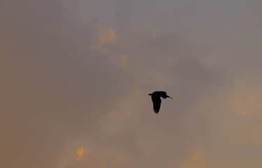 ibis bird flying high