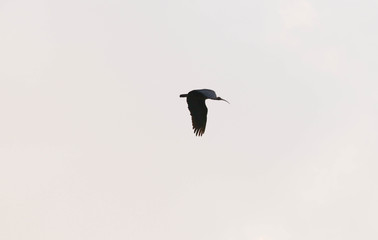 indian ibis with a long crooked beak