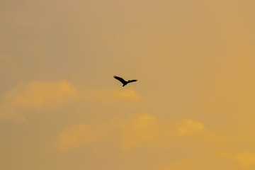 ibis birds flying in the dramatic sky