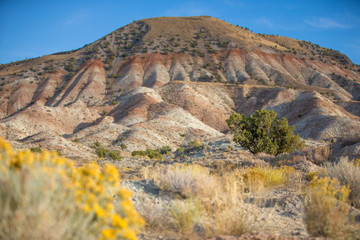 Desert Flowers and Sands