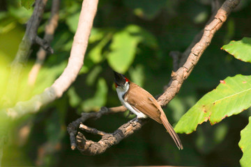 bulbul on a branch