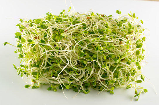 Red Clover Sprouts, Micro Green Healthy Eating Concept