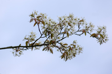 Amelanchier lamarckii deciduous flowering shrub, group of white flowers on branches in bloom
