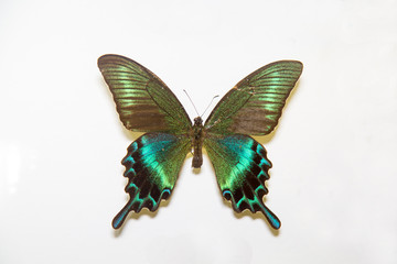 Fototapeta na wymiar Beautiful bright butterfly Papilio maackii black with green mother-of -pearl color isolated on a white background. The idea of the design concept with copy space to add text, Animals, insects.