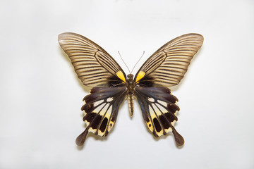 Fototapeta na wymiar Beautiful bright butterfly Papilio memnon gray-black with yellow white spots isolated on a white background. The idea of the design concept with copy space to add text, Animals, insects.