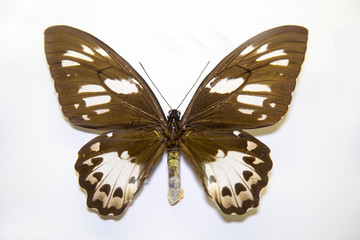 Beautiful bright butterfly Ornithoptera priamus brown with white spots isolated on a white background. The idea of the design concept with copy space to add text, Animals, insects.