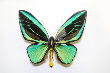 Fototapeta na wymiar Beautiful bright butterfly Ornithoptera priamus turquoise with mother of pearl isolated on a white background. The idea of the design concept with copy space to add text, Animals, insects.