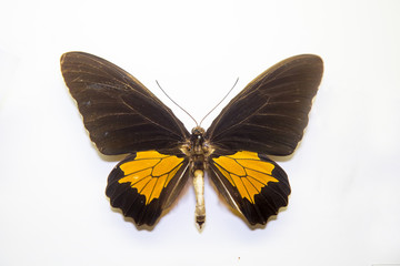 Fototapeta na wymiar Beautiful bright butterfly Troides oblongopunctatus brown-yellow isolated on a white background. The idea of the design concept with copy space to add text, Animals, insects.