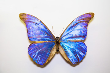 Fototapeta na wymiar Beautiful large bright butterfly Morpho cacica turquoise-neon isolated on a white background. The idea of the design concept with copy space to add text, Animals, insects.