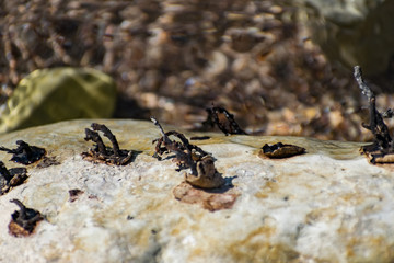 Metallic inclusions in smooth sea stones affected by external impact. Large pebbles with toxic growths in the sea