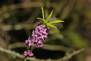 Blühender Echter Seidelbast (Daphne mezereum)
