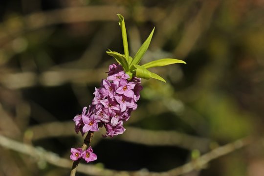 Bl&uuml;hender Echter Seidelbast (Daphne mezereum)