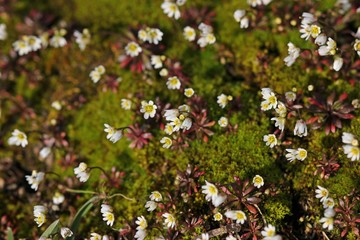 Frühlings-Hungerblümchen (Draba verna)