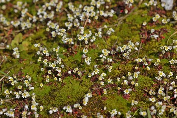 Frühlings-Hungerblümchen (Draba verna)