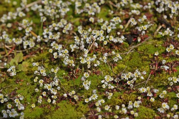 Frühlings-Hungerblümchen (Draba verna)