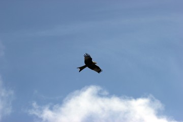 Fliegender Rotmilan (Milvus milvus)
