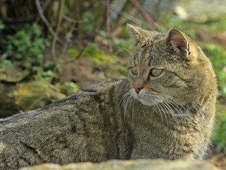 Männliche Wildkatze (Felis silvestris silvestris)