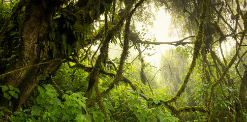 Moody jungle landscape with fog on Acatenango volcano in Guatemala