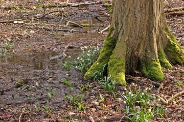 Blühende Märzenbecher (Leucojum vernum) im Nationalpark Hainich