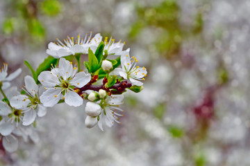 Blossoming branch cherry. nature