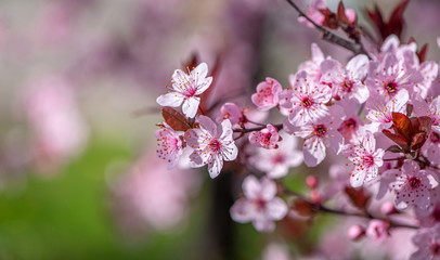 Spring season background with closeup pink cherry blossoms