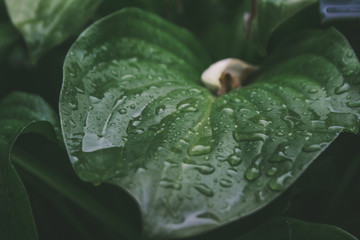 Fototapeta premium green leaf with water drops